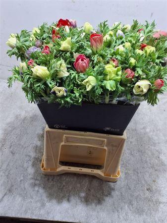 <h4>Anem Co Mar Gem</h4>