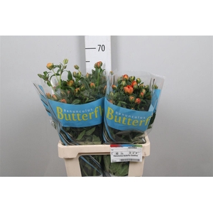 Ran Butterfly Galathea