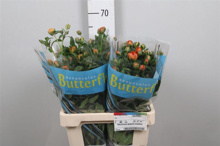 <h4>Ran Butterfly Galathea</h4>