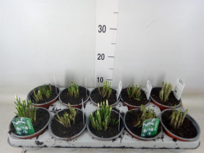 <h4>Galanthus nivalis   ...in pot</h4>