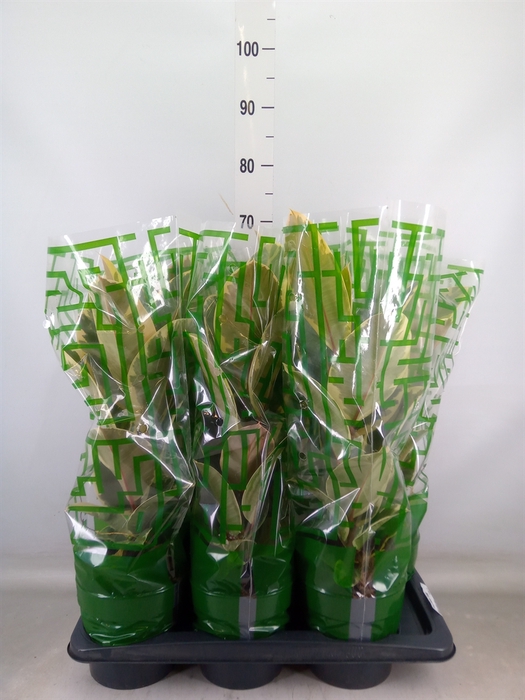 <h4>Ficus elastica 'Tineke'</h4>