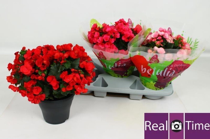 <h4>BEG EN BETULIA GEM</h4>