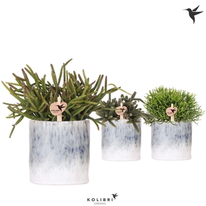 Kolibri Greens Rhipsalis mix in Sky pot