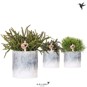 Kolibri Greens Rhipsalis mix in Sky pot