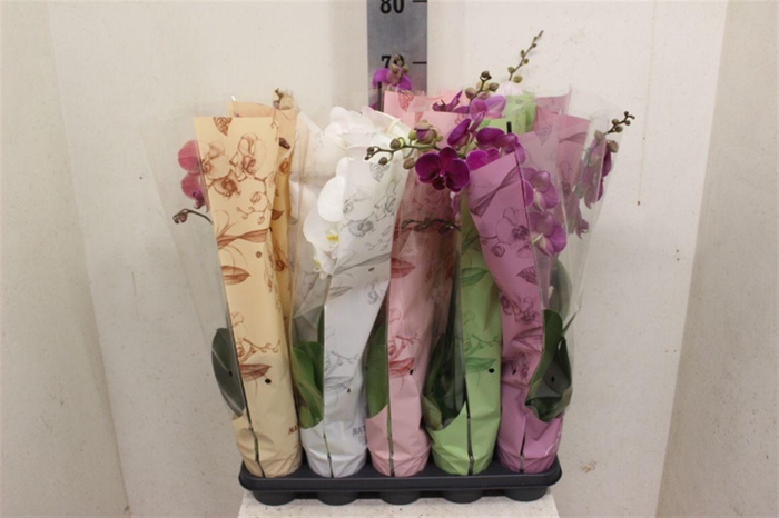 <h4>Phalaenopsis gemengd</h4>