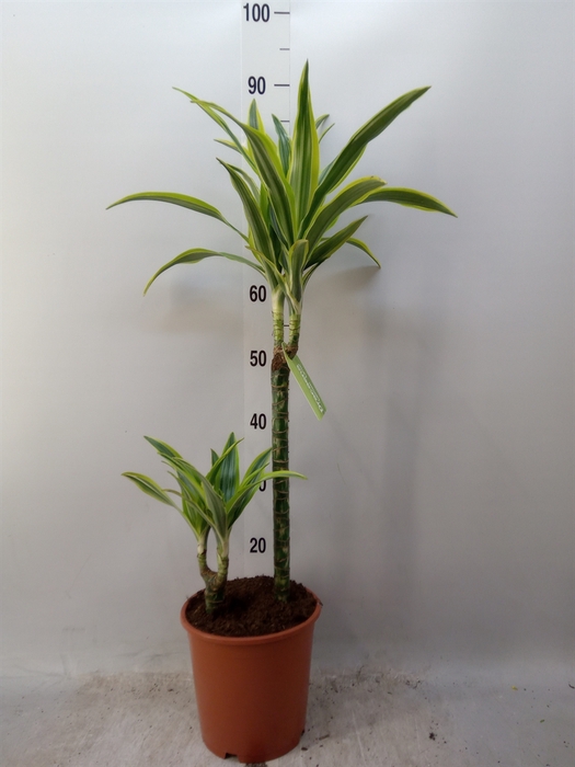 <h4>Dracaena fr de 'LemonLime'</h4>