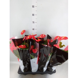 Anthurium andr. 'Madural'