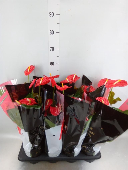 <h4>Anthurium andr. 'Madural'</h4>