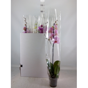 Phalaenopsis   ...mix