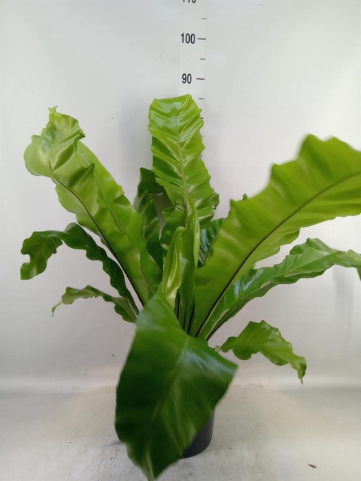 <h4>Asplenium nidus</h4>