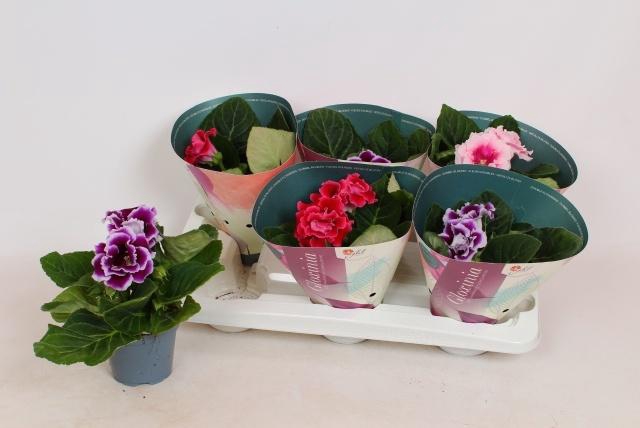 <h4>SINN BROCADE GEM</h4>