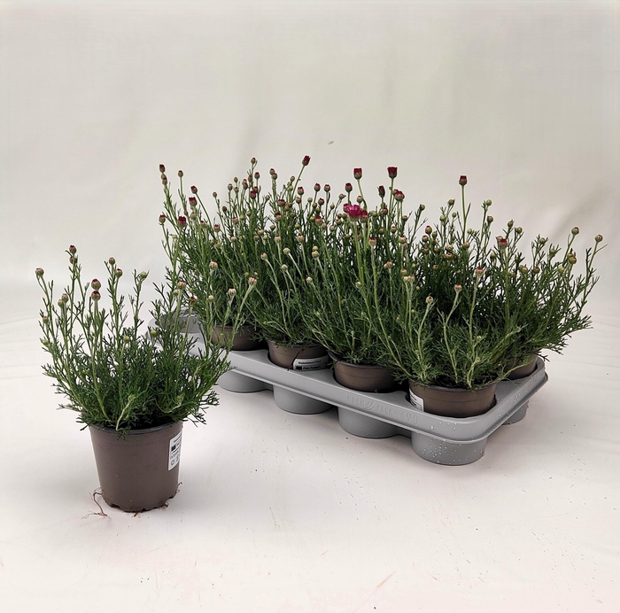 <h4>RHODAN H AFRICA ROSE</h4>