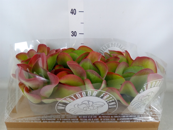 <h4>Kalanchoe NF thyrsiflora</h4>