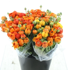 Ran El Sr Orange Extra