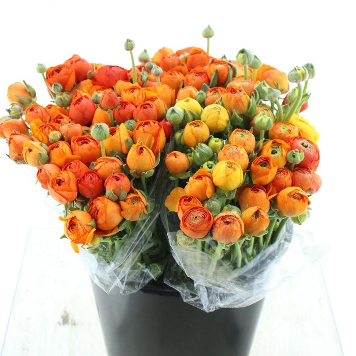 <h4>Ran El Sr Orange Extra</h4>