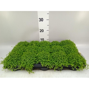 Soleirolia soleirolii   ...green