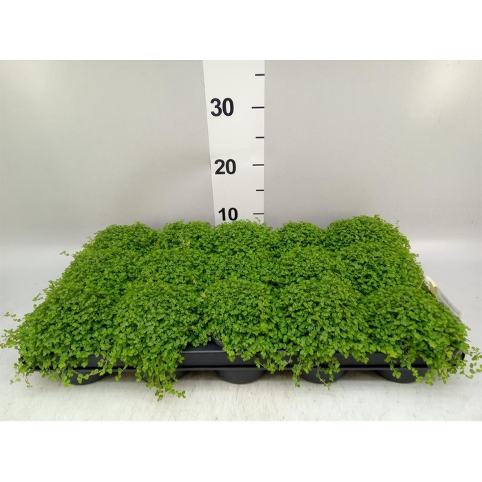 <h4>Soleirolia soleirolii   ...green</h4>
