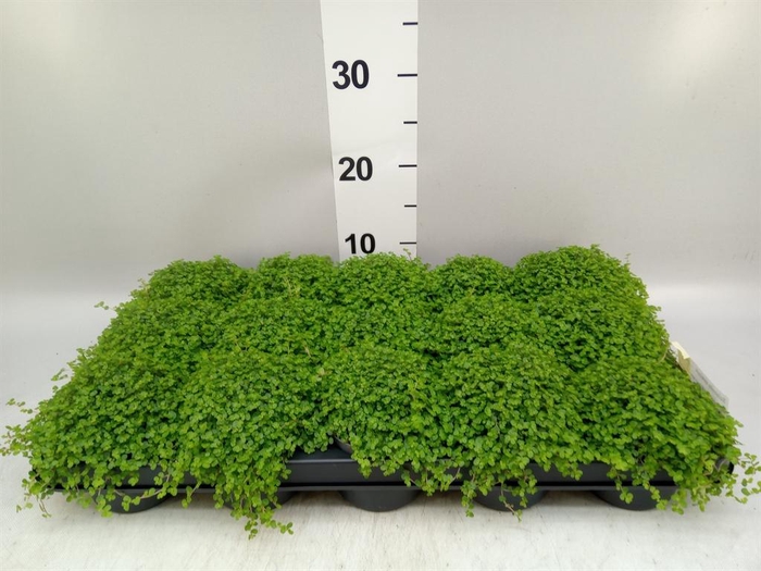 <h4>Soleirolia soleirolii   ...green</h4>