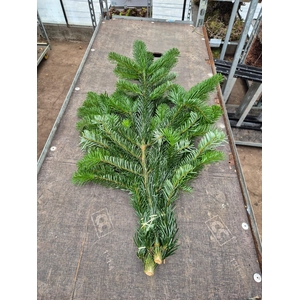 Abies Nordman takken per bos