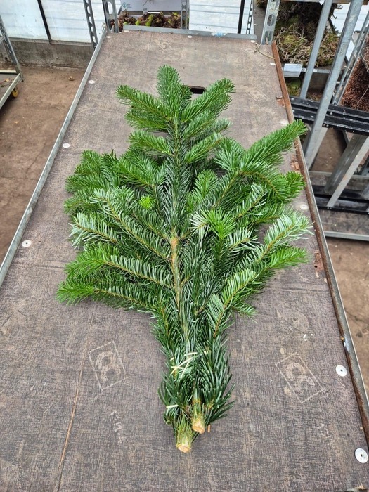 <h4>Abies Nordman takken per bos</h4>