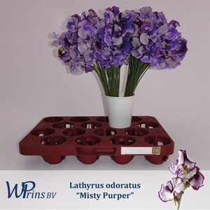 LATHYR MIST PURPER