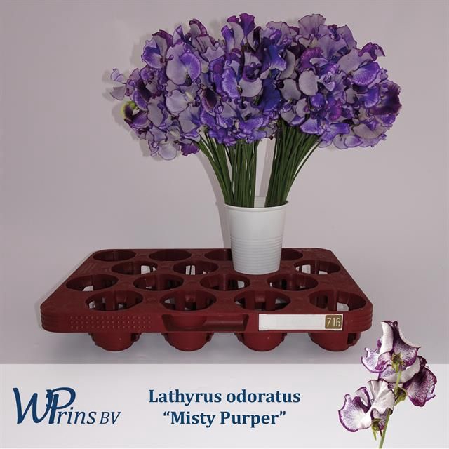 <h4>LATHYR MIST PURPER</h4>
