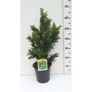 Chamaecyparis obtusa