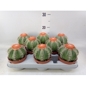 Melocactus matanzanus