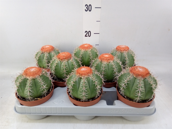 <h4>Melocactus matanzanus</h4>
