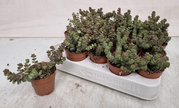 <h4>CRASS MARNIERIANA</h4>