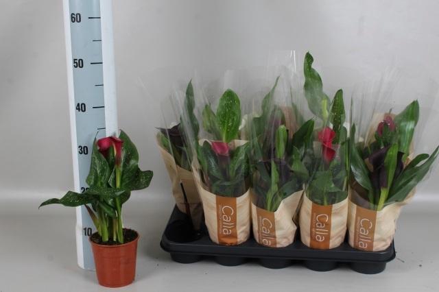 <h4>ZANT GEM 3 KL</h4>