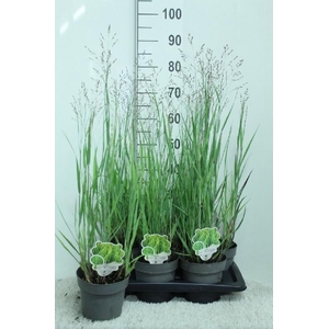 Panicum Vi Heavy Metal