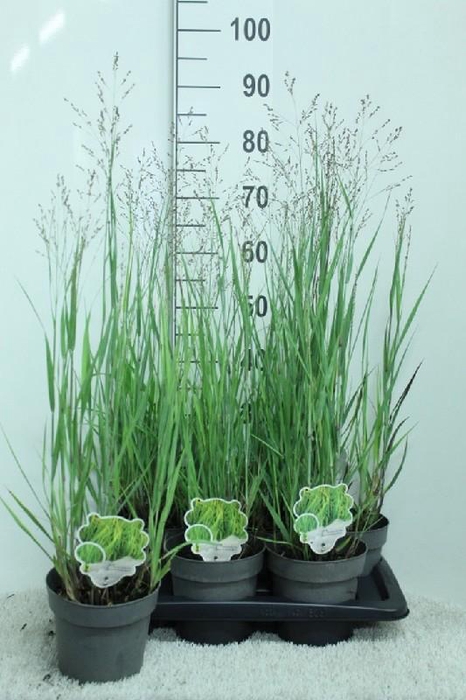 <h4>Panicum Vi Heavy Metal</h4>