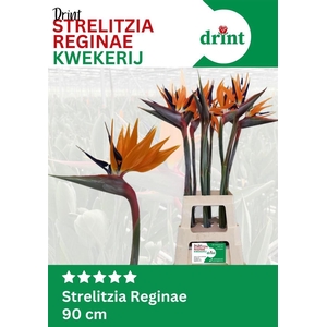 Strelitzia Reginae Bloem