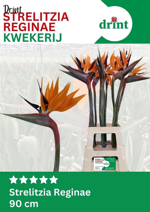 <h4>Strelitzia Reginae Bloem</h4>