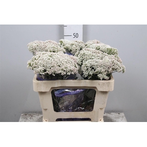 Ozoth Cooks Snow White