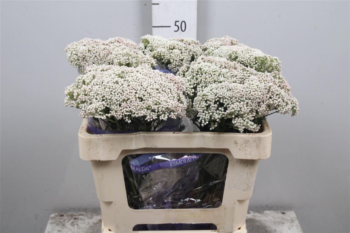 <h4>Ozoth Cooks Snow White</h4>