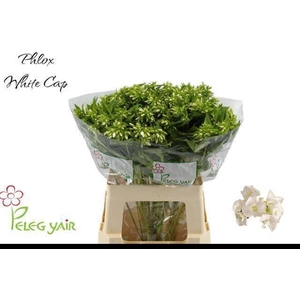 PHLOX P WHITECAP