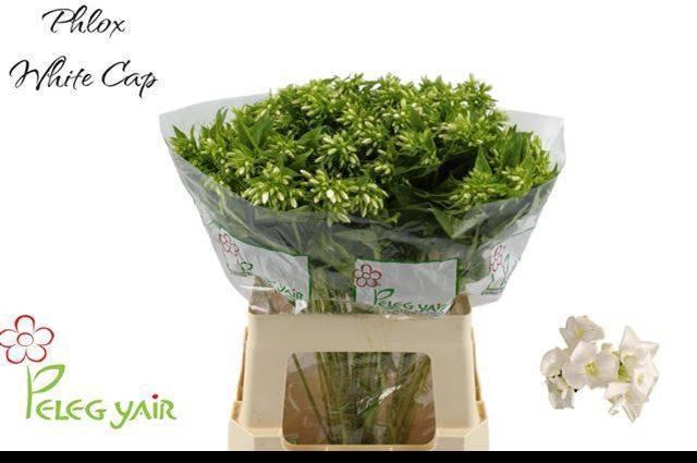 <h4>PHLOX P WHITECAP</h4>