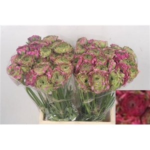 Ran Pon-pon Malva Ex