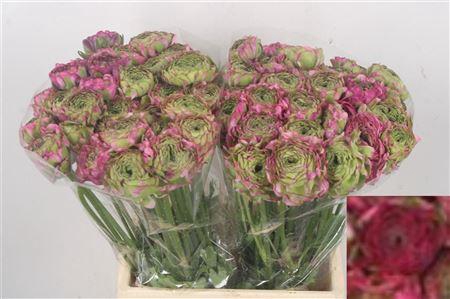 Ran Pon-pon Malva Ex