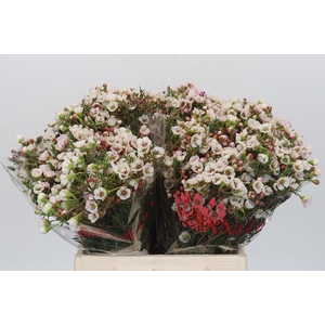 Chamelaucium Moonlight Delight