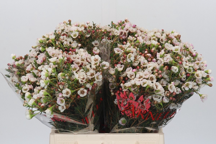 <h4>Chamelaucium Moonlight Delight</h4>