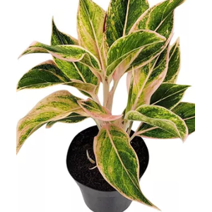 AGLAONEMA PINK AURORA P12