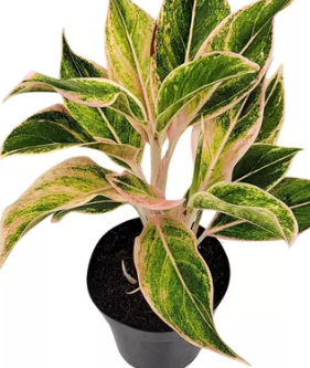 <h4>AGLAONEMA PINK AURORA P12</h4>