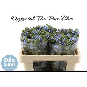 OXY CO TAN PURE BLU
