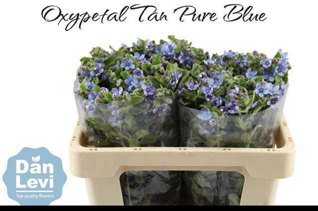 <h4>OXY CO TAN PURE BLU</h4>