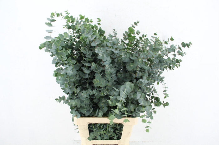 <h4>EUCA GU AZURA 085CM</h4>