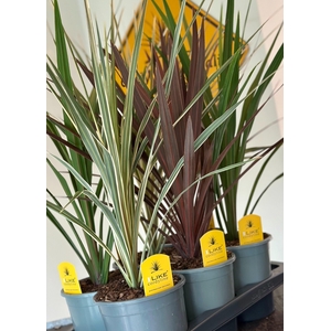 Cordyline Trio Mix Tray - 17cm Redstar/Peko/Variegata