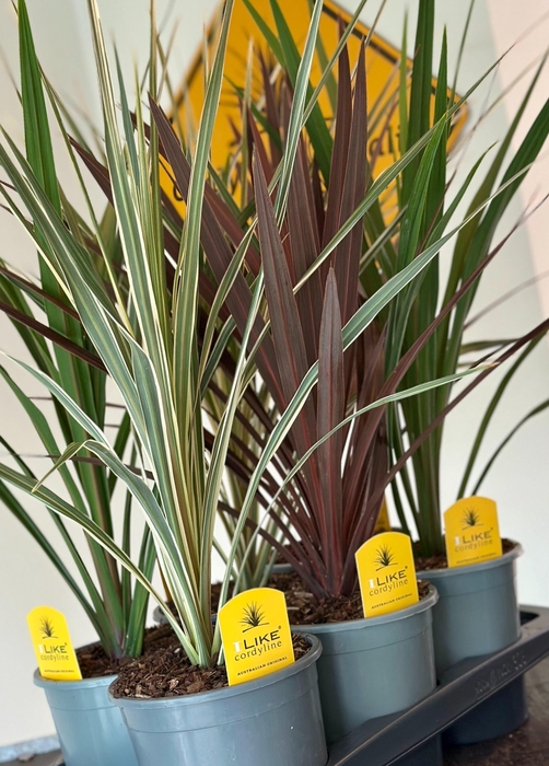 <h4>Cordyline Trio Mix Tray - 17cm Redstar/Peko/Variegata</h4>